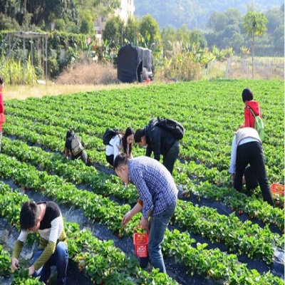 拥抱大鹏半岛 探索地质博物(wù)馆 野炊摘草(cǎo)莓--第四期乐吧活动游记